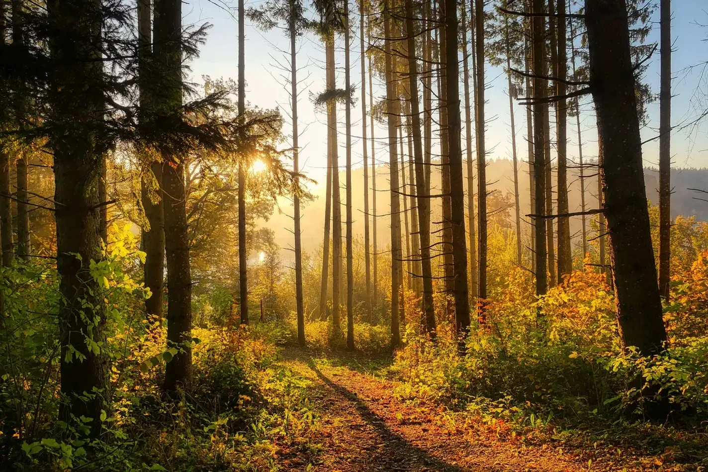 Explorar el Bosque Fundacional